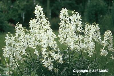  Dictamnus albus Albiflorus